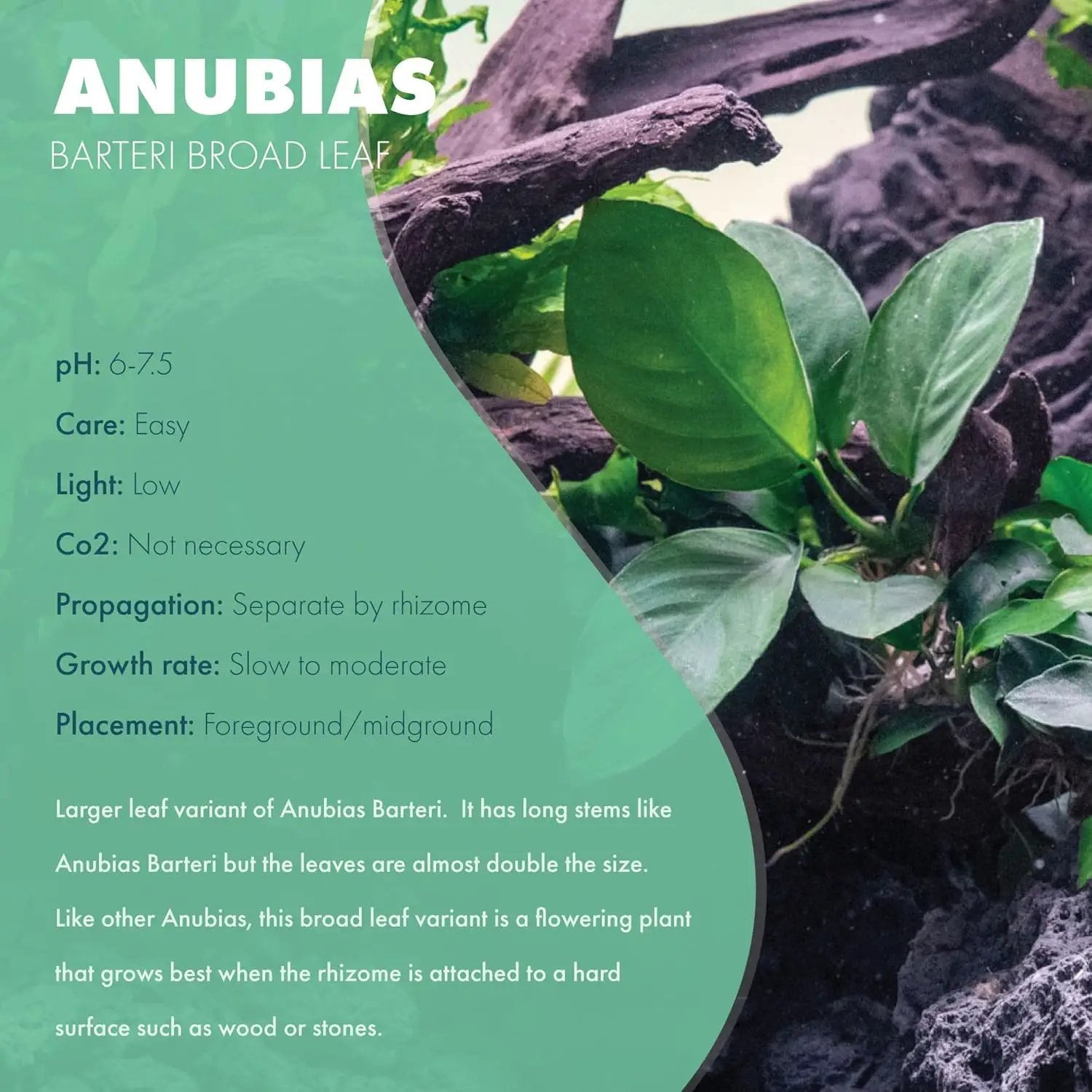 Anubias Live Aquarium Plants - Potted Freshwater Plant for Fish Tanks, Terrariums - Beginner Friendly Low Light (Barteri Broad Leaf, Mother Plant) by GreenHaven Gardens