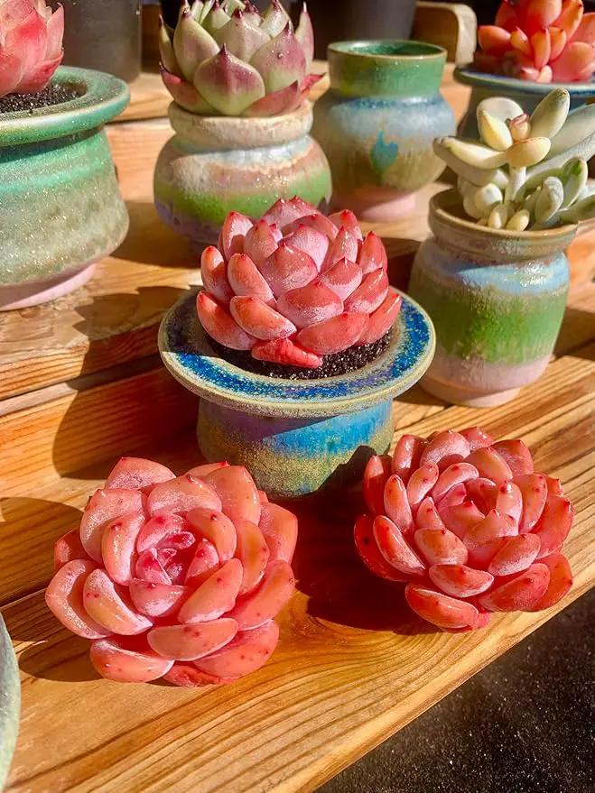 FWPP Live Succulents Plants Echeveria Snow Angel 2.5 inches,Rare red Succulents Bare Root Without Pot Soil, Live Plants Indoor Office Decoration Wedding and Gift by GreenHaven Gardens