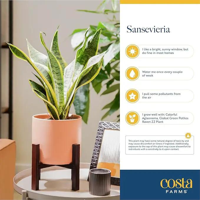 Costa Farms Live Indoor Snake Plant, Easy to Grow Mother in Laws Tongue, Sansevieria Houseplant, in Flower Pot Planter for Room and Home Décor, Housewarming, 8-Inches Tall by GreenHaven Gardens