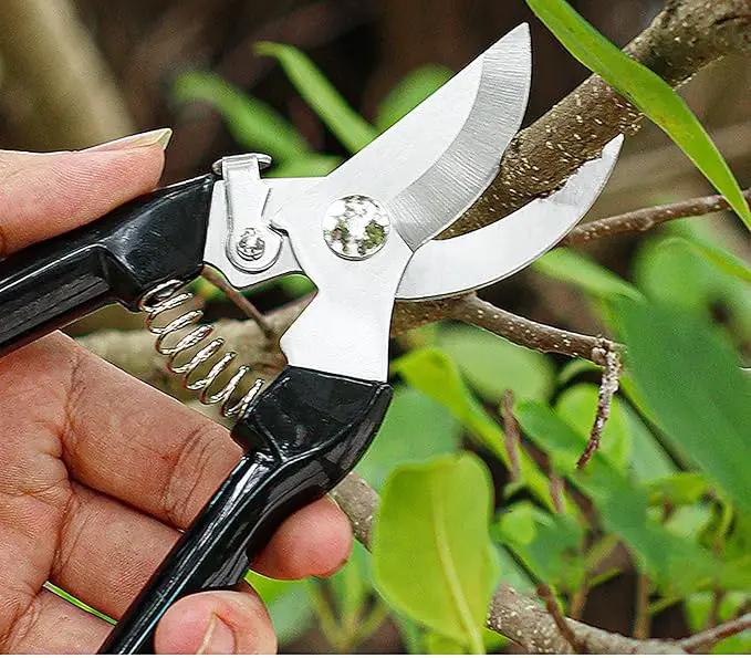 Garden Flower Shears Pruning Shears 6.9 inches Scissors Heavy Duty Plant Scissors for Cutting Flowers, Trimming Plants, Bonsai, Fruits Picking (Black Handle) by GreenHaven Gardens