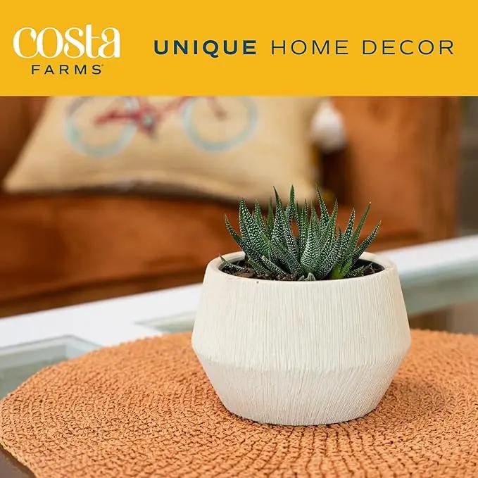 Costa Farms Haworthia Succulent, Easy to Grow Live Plant in Indoor Houseplant Pot, Potting Soil, 4-Inches Tall, Home & Room Decor by GreenHaven Gardens