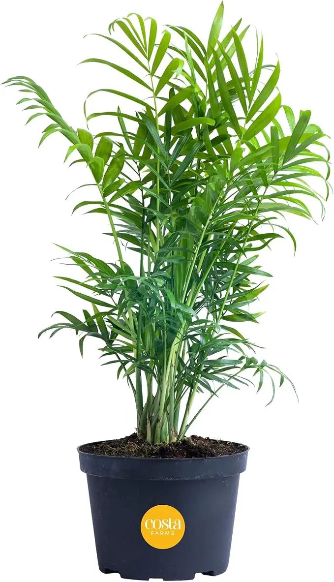 Costa Farms Neanthebella Palm Parlor Palm Live Indoor Plant 12-Inches Tall, Ships in Grower's Pot by GreenHaven Gardens