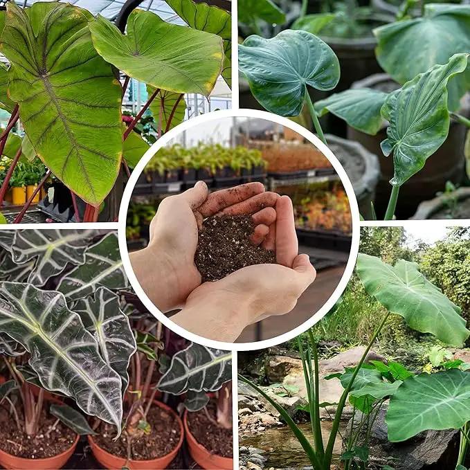 Premium Alocasia Plant Soil Mix by Gardenera - Stimulate Growth and Elevate Leaf Elegance with Nourishing Formula - 5 Quart by GreenHaven Gardens