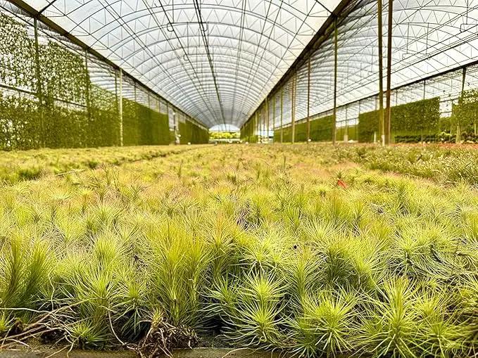 Air Plants - Tillandsia Funckiana, Large 5" - 1ct - Live Arrival Guaranteed - House Plants for Home Decor & Gift by GreenHaven Gardens