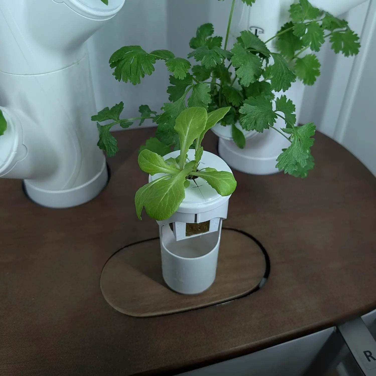 Grow Cubes for Hydroponic System/Compatible with Gardyn (10 Grow Cubes / 10 Mix caps) by GreenHaven Gardens