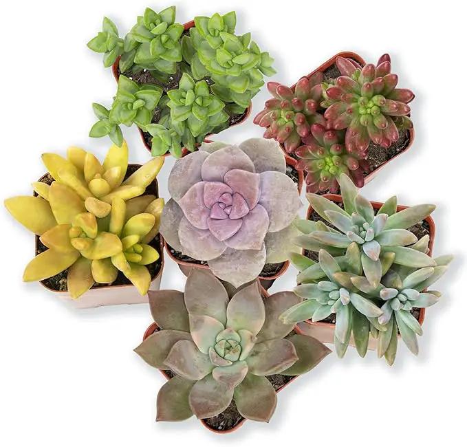 Altman Plants, Live Succulents Plants Live Houseplants (6PK), Succulents Live Plants Live House Plants Indoors Live, Live Cactus Plants Live Cacti Succulent Plants Live Indoor Plants Live Houseplants by GreenHaven Gardens