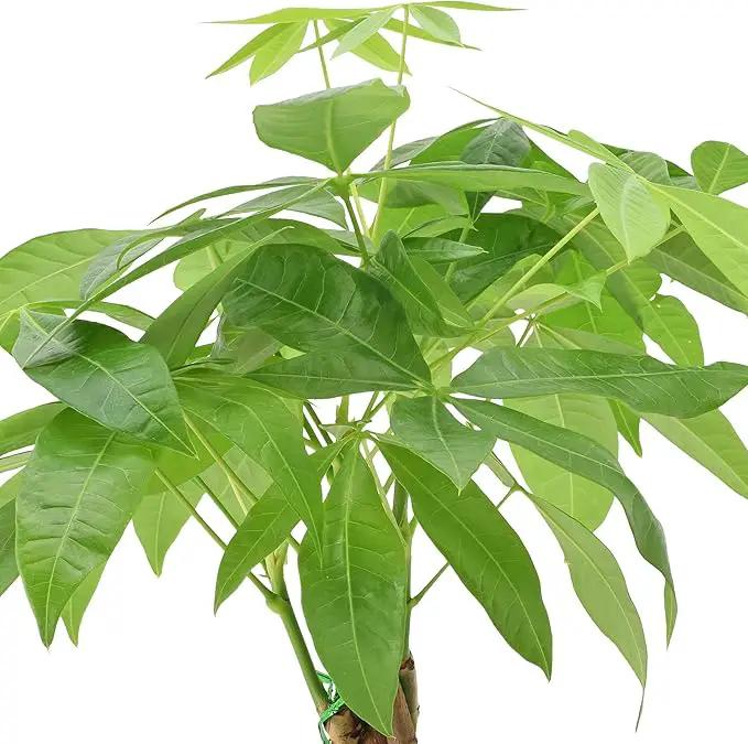 Money Tree Live Indoor Plant in 4 in. Plastic Grower Pot *Sold by Amazon and Arcadia Garden Products* by GreenHaven Gardens