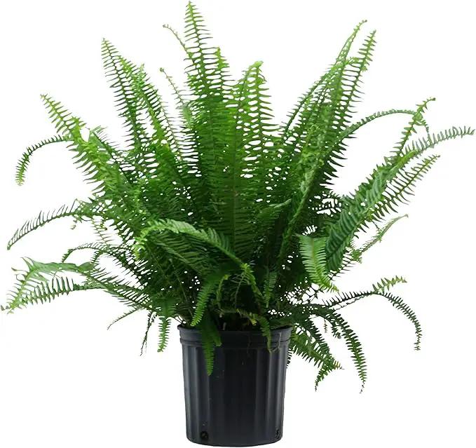 Costa Farms Kimberly Queen Fern, Live Indoor Plant, Houseplant in Grower Pot, 2-3 Feet Tall by GreenHaven Gardens