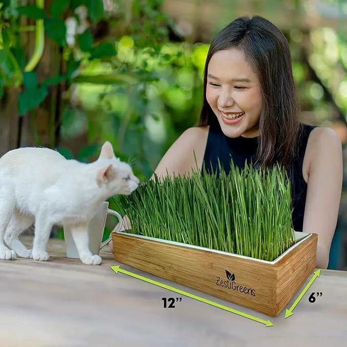 Self-Watering Cat Grass Kit. Hands Down The Easiest Way to Grow Cat Grass. Everything Included to Grow a Large Crop of Delicious Cat Grass. by GreenHaven Gardens
