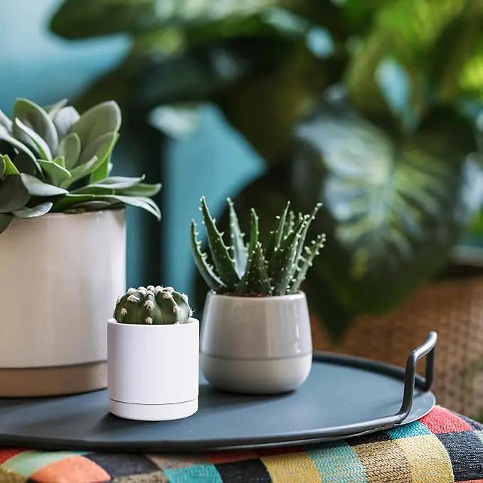 D'vine Dev 3.5 Inch Ceramic Planter Pot with Drainage Hole and Saucer, Indoor Cylinder Round Planter Pot, White, 94-O-A-1 by GreenHaven Gardens
