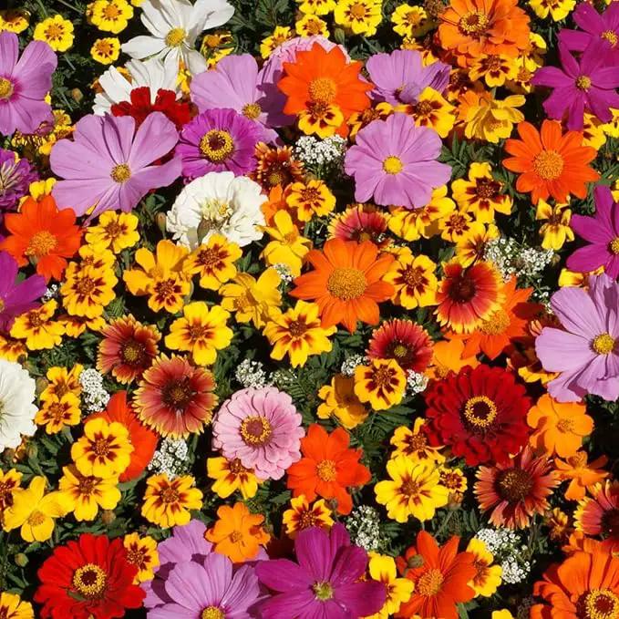 Save The Monarchs Wildflower Seed Shaker - 100,000+ Wild Flower Seeds for Planting - Beautiful Easy to Sow Seed Shaker - 13 Varieties to Attract Monarch Butterflies & Pollinators - Covers ~250 sq ft by GreenHaven Gardens