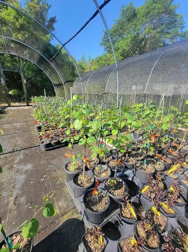 Eastern Redbud Tree (Cercis) - Live Plant - (2.5 QT) by GreenHaven Gardens