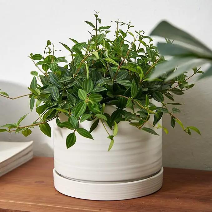 8 Inch Pots for Plants, Ceramic Planter Pot with Drainage Hole & Saucer, Indoor/Outdoor Cylinder Round Planter Pot, Matte White by GreenHaven Gardens
