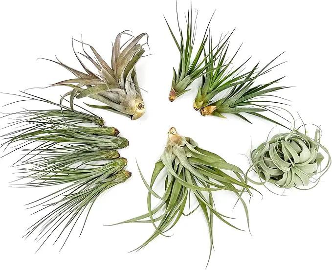 Holiday Hosting Gift Box Jumbo - 12ct - Tillandsia Air Plant Set - Live Arrival Guaranteed - House Plants for Home Decor & Gift by GreenHaven Gardens