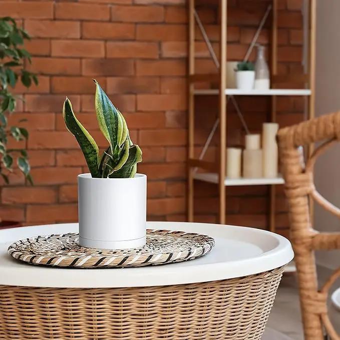 D'vine Dev 4 Pack 6 Inch Modern Plastic Plant Pots, Small Garden Planters for Plant with Drainage Holes and Saucers, White Color, 74-Z-J-2 by GreenHaven Gardens