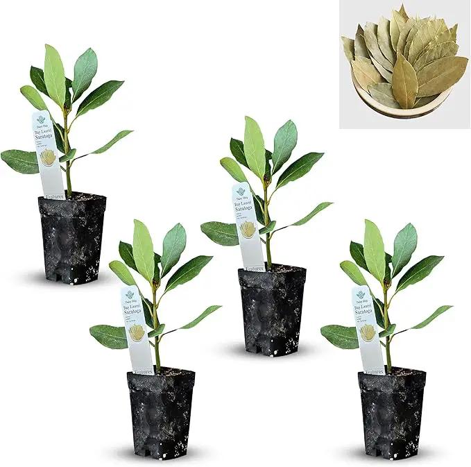 Mediterranean Bay Leaf, Bay Laurel Live Plant. Saratoga/Standard Varieties - Laurus Nobilis. Fragrant, Fresh, Edible. Pots/Ground Planting. Mild/Strong Flavor (2 Srtg + 2 Std Bay Plants in Cup) by GreenHaven Gardens