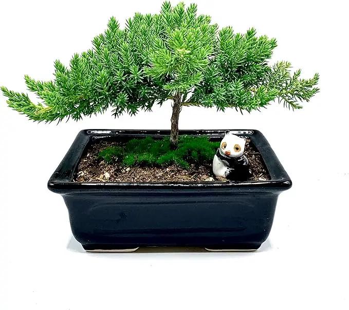Live Dwarf Juniper Bonsai Tree 4-5years Old with Cute Ceramic Panda | Juniper or Jade Bonsai Tree | Indoor/Outdoor | 100% Handcrafted| Home and Office Décor | Best Gift for Holiday by GreenHaven Gardens
