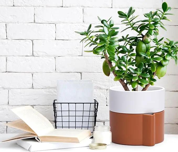 6.5 Inch Self-Watering Planter Pot with Terracotta Insert, Deep Water Reservoir, and Ceramic-Alike BPA-Free Plastic Pot for Plant, Modern Planter for Houseplants, Terracotta/White, 53-B-S-6 by GreenHaven Gardens