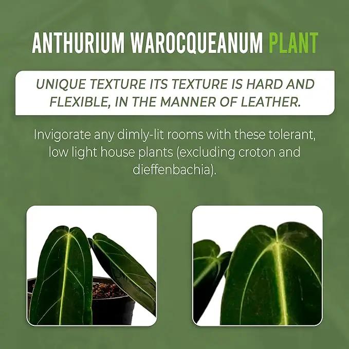 LEAL PLANTS ECUADOR Anthurium Warocqueanum (Pack of 2)| Green Live Plant for Indoors |Rare and Exotic Indoor Plants for Living Room | Queen Anthuriums House Plants | Warocqueanum Heart Plant by GreenHaven Gardens