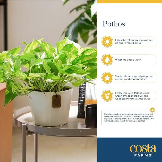 Costa Farms Pothos Live Plants (2-Pack), Easy Care Vining Live Indoor Houseplants, Air Purifier Trailing Plants Potted in Nursery Pots, Potting Soil, Gift for Office and Home Decor, 8-Inches Tall by GreenHaven Gardens