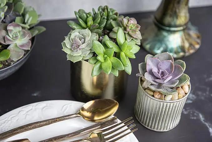 Succulents Plants Live (20PK) Potted Succulent Plants Live House Plants, Cactus Plants Live Plants Indoor Plants Live Houseplants, Indoor Plant Succulents Live Plant House Plant by Plants for Pets by GreenHaven Gardens