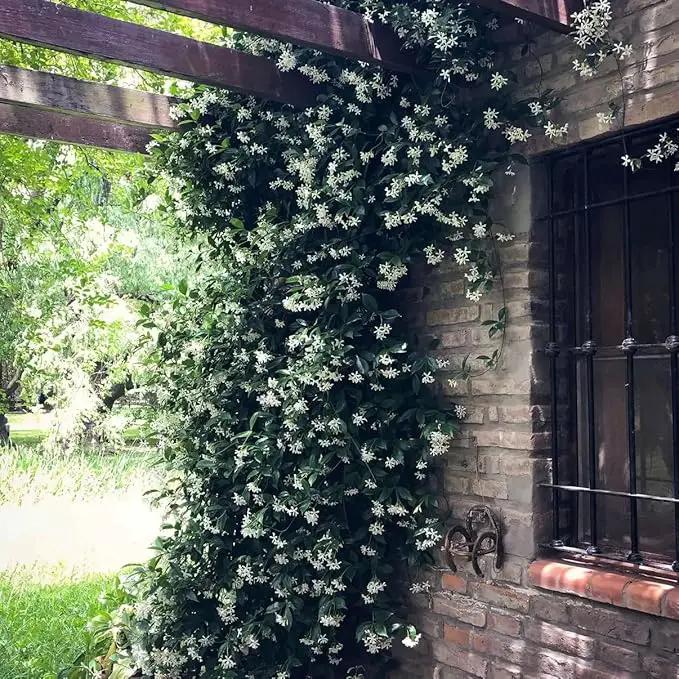 Star Jasmine/Confederate Jasmine - Trachelospermum Jasminoides. Live. Fragrant Flowers. (2 Plants in Cup) by GreenHaven Gardens