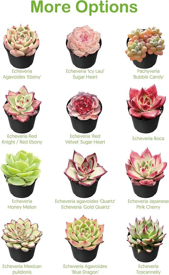 Live Succulents 'Turtle Vine' (4-inch), Succulent Plants Fully Rooted in Pots with Soil, Easy-Care House Plant for DIY, Home Office Decor, Wedding Party Favor by GreenHaven Gardens