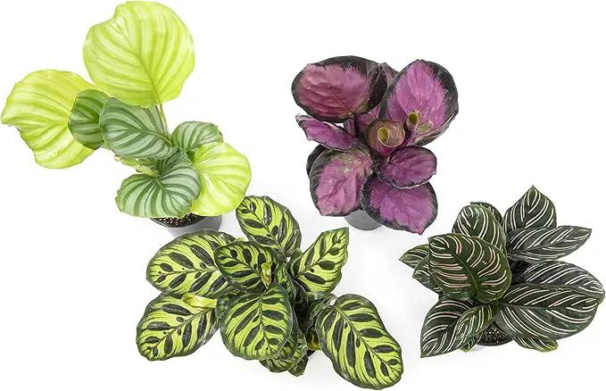 Calathea Prayer Plants Live House Plants Kit (4 PK), Calathea Plant Live Indoor Plants Live Houseplants, Live House Plants Indoors Live Plants Indoor, Live Indoor House Plants Live by Plants for Pets by GreenHaven Gardens