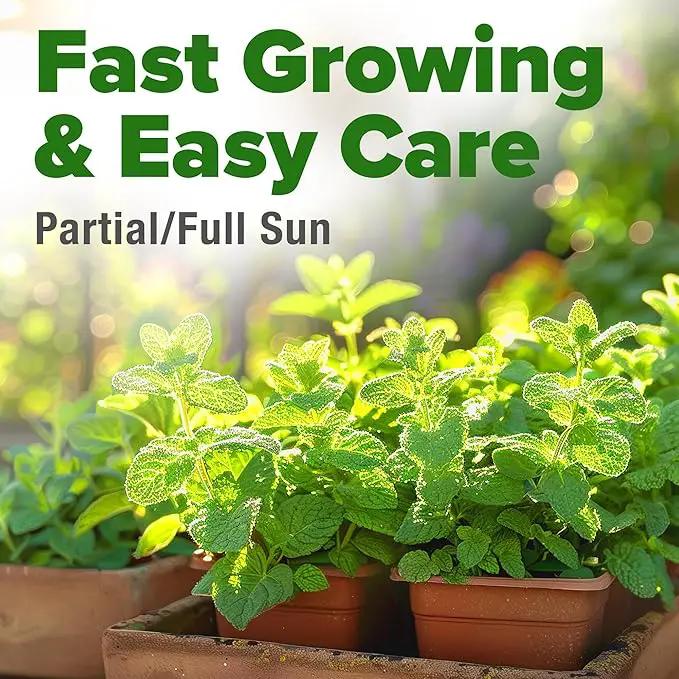 HOME GROWN Premium Common Mint Seeds (Bulk Pack) 3,600 𝗡𝗢𝗡-𝗚𝗠𝗢 𝗨𝗦𝗔 Heirloom Herb Seeds, USA Sourced | Ideal for Planting Outdoors or Indoors for a Fresh Mint Tea Garden (Mentha spp) by GreenHaven Gardens