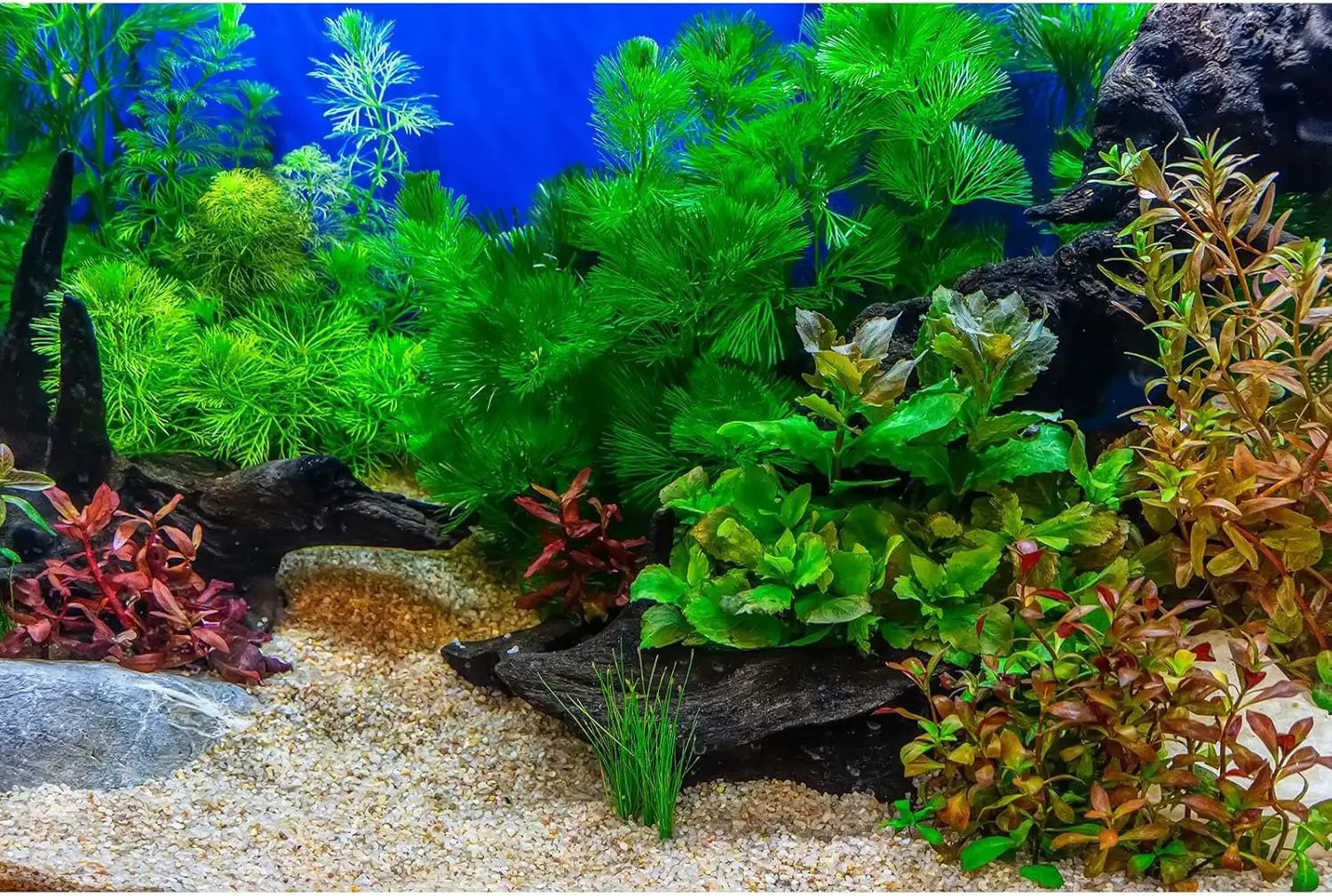 Aquarium Background Underwater Grass Leaves with Pebble Fish Tank Background Vivid Green Aquatic Plant Terrarium Background Stone River Bed Dead Wood Tank Background 36x18in by GreenHaven Gardens