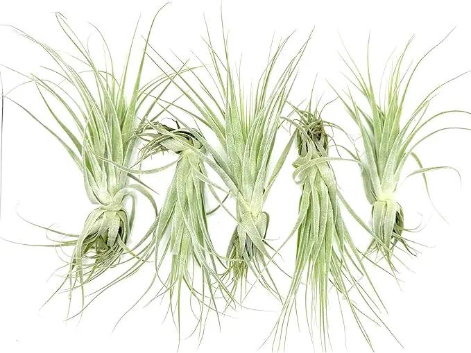 Live Air Plant - Tillandsia Gardneri 5-7” - 5ct - ragnaroc Rare Collectors Indoor Tropical Plant - Live Arrival Guaranteed - House Plants for Home Decor & Gift by GreenHaven Gardens