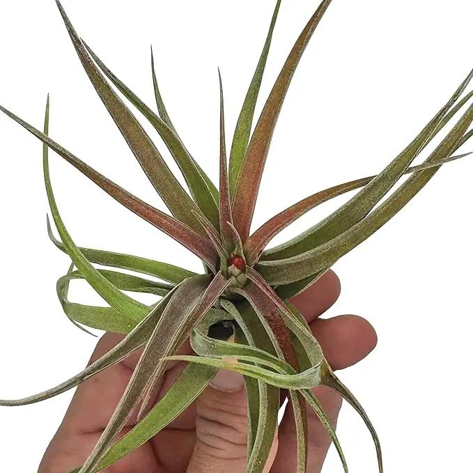 Air Plants - Tillandsia Brachycaulos Abdita, Large 4-6" - 1 ct - Live Arrival Guaranteed - House Plants for Home Decor & Gift by GreenHaven Gardens