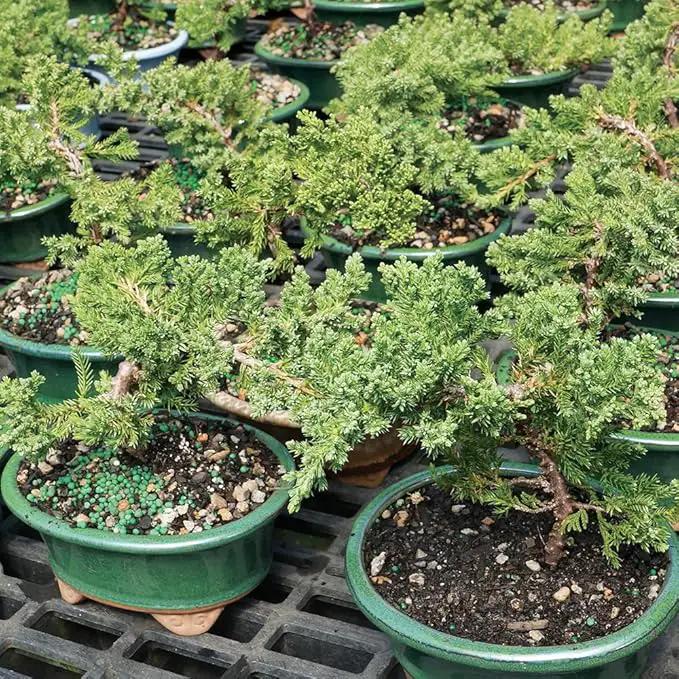 Brussel's Live Green Mound Juniper Outdoor Bonsai Tree - 3 Years Old; 4" to 6" Tall with Decorative Container - Not Sold in California by GreenHaven Gardens