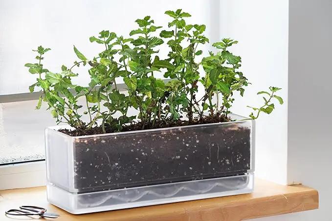 D'vine Dev 12 Inch Window Box Planter, Rectangle Plastic Herb Planter with Drainage Holes and Saucer, Indoor Succulent Cactus Vegetable Pot for Windowsill, Garden Balcony, Clear, Set of 1, 76-X-D-1 by GreenHaven Gardens