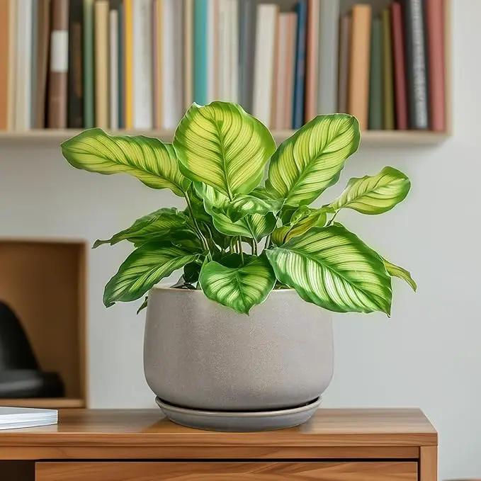 G EPGardening Ceramic Plant Pots - Round 6 Inch Modern Planter with Drainage and Plant Saucer Indoor Outdoor for Flower, Garden Decor, Gifts for Home, Retro Gray by GreenHaven Gardens