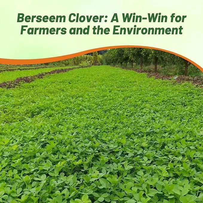 Outsidepride Annual Berseem Clover Seeds for Lawn - 50 lbs. High-Yield, Fast-Growing Clover Cover Crop Seeds for Food Plots, Cattle Forage & Nitrogen-Rich – Ideal for Pastures & Soil Improvement by GreenHaven Gardens