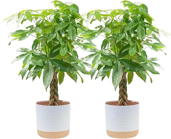 Costa Farms Money Tree Live Plants (2-Pack), Easy to Grow Houseplants in Indoor Garden Pot, Pachira Bonsai in Potting Soil, Birthday, Housewarming, Thank You Gift, Office and Home Decor, 3-4 Feet Tall by GreenHaven Gardens