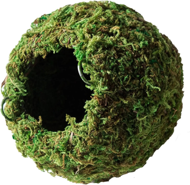 Galápagos (05348) Mossy Cave Hide, 6", Green Sphagnum by GreenHaven Gardens