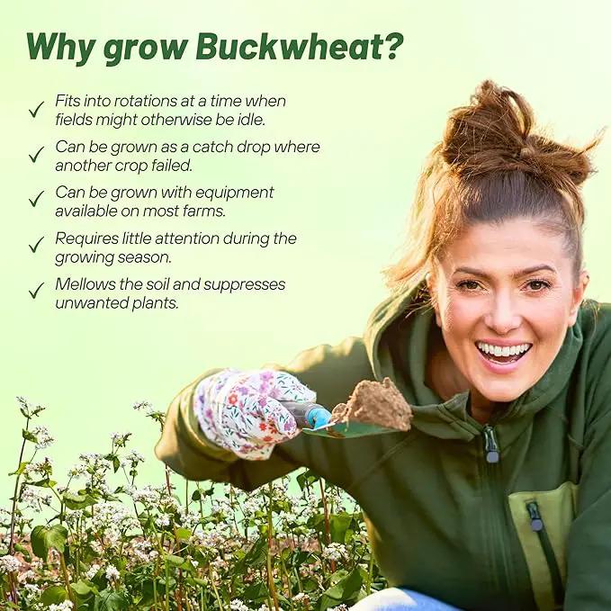 Outsidepride Buckwheat Seeds - 1lb Annual, Fast-Growing, Easy to Grow Buckwheat Cover Crop Seeds for Green Manure, Bee Pasture & Pollinators, Wildlife Habitat, Soil Improvement, and Erosion Control by GreenHaven Gardens