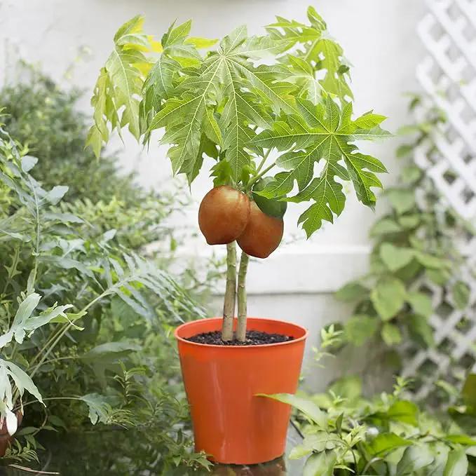 Papaya Potting Mix - Promote Strong Roots and Bountiful Yield with Our Premium Blend - 4 Quart by GreenHaven Gardens