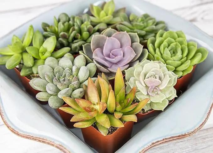 Succulents Plants Live (12PK) Potted Succulent Plants Live House Plants, Cactus Plants Live Plants Indoor Plants Live Houseplants, Indoor Plant Succulents Live Plant House Plant by Plants for Pets by GreenHaven Gardens