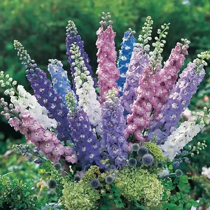 Consolida Ajacis Larkspur Flower Seeds Pack of 500+ Flower Seeds for Planting by GreenHaven Gardens