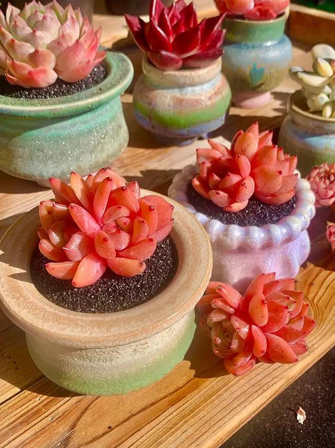 FWPP Echeveria Champagne Rare Live Succulent Plants, Wine 2.5 inches Live Plants Indoor,Bare Root Without Pot Soil,Desk Wedding Baby Shower Decoration Friend Plant Lover Gift by GreenHaven Gardens