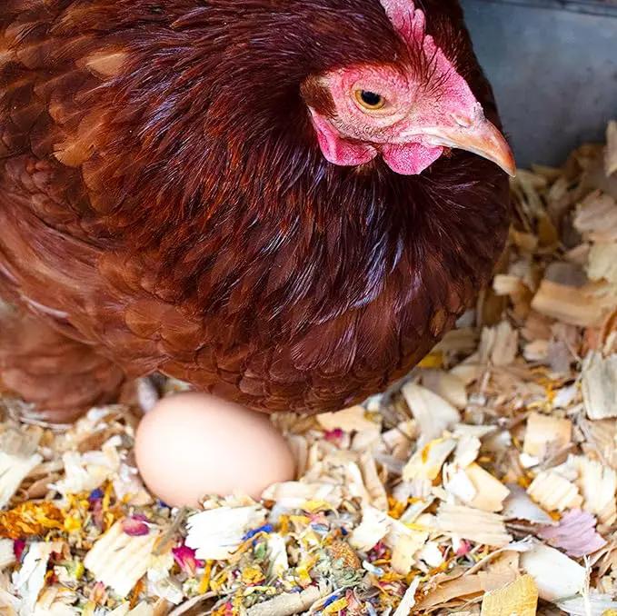 Pampered Chicken Mama Backyard Chicken Treats for Great Eggs - All-Natural Backyard Chicken Feed Supplies - Hen Treats for The Best Eggs Ever - High Calcium Supplement for Chickens (8 pounds) by GreenHaven Gardens
