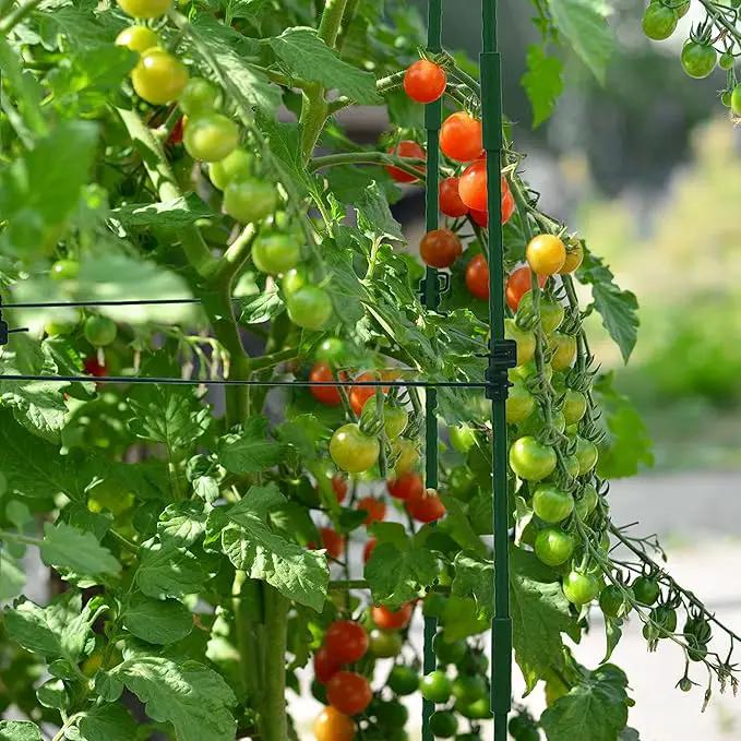 Gardzen Multi-use Tomato Cage Plants Support, Trellis Climbing Cage Stand for Pepper Eggplant Tomato Flowers by GreenHaven Gardens