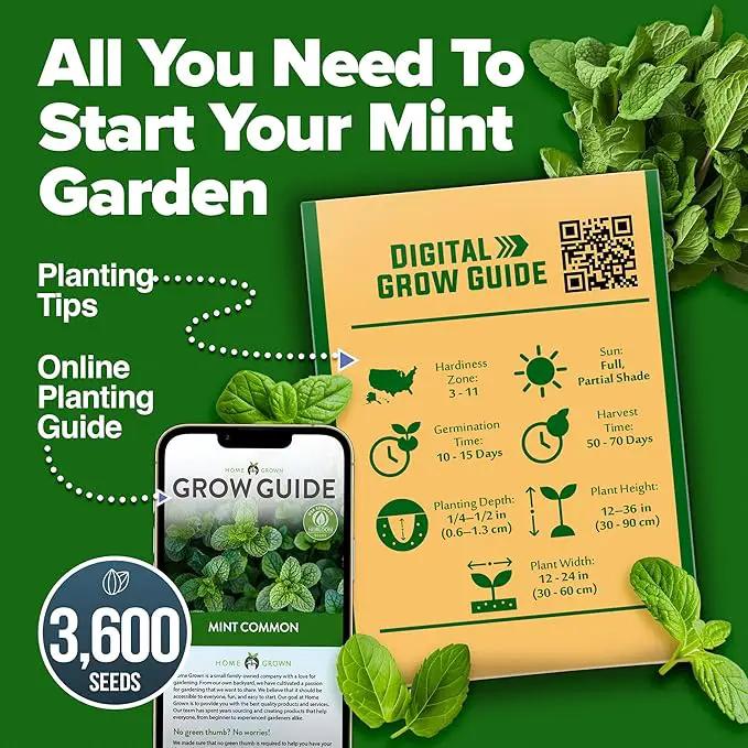 HOME GROWN Premium Common Mint Seeds (Bulk Pack) 3,600 𝗡𝗢𝗡-𝗚𝗠𝗢 𝗨𝗦𝗔 Heirloom Herb Seeds, USA Sourced | Ideal for Planting Outdoors or Indoors for a Fresh Mint Tea Garden (Mentha spp) by GreenHaven Gardens