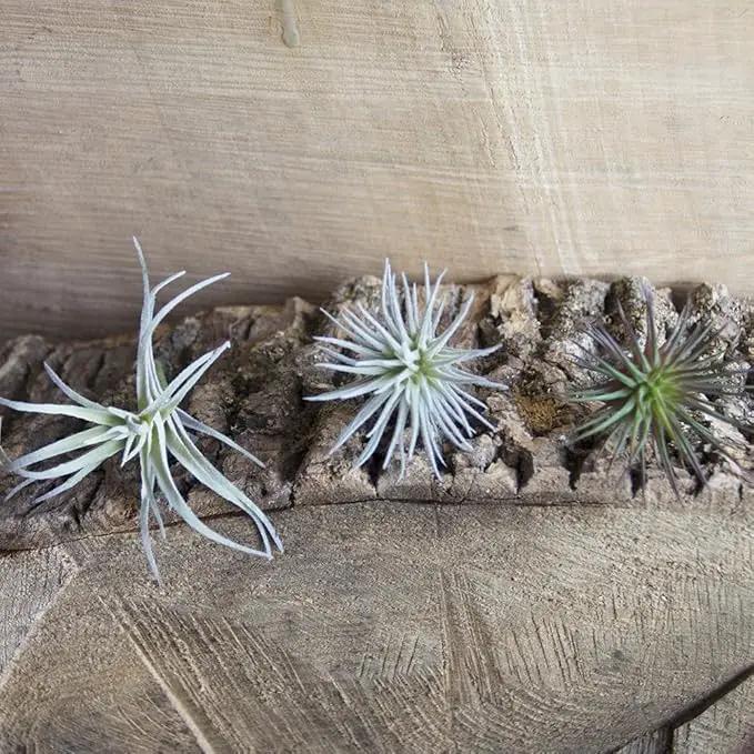 CHIVE Artificial Air Plants — Bulk Set of 5, Small — Ultra Realistic Fake Tillandsia Bromeliad Plants — Decorative Faux Succulents for Home & Office Decor — No Care Needed! by GreenHaven Gardens