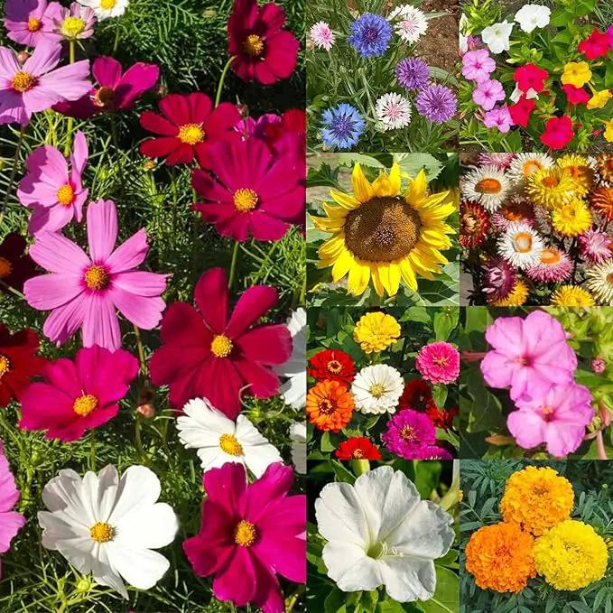 Seed Needs Garden Flower Seeds Large Blooms Mix Hummingbird and Butterfly | 5 Packs (1 Ounce Each) No Filler 7 Varieties Open Pollinated | Resealable Package Live Wild Flower Seed | Bulk by GreenHaven Gardens