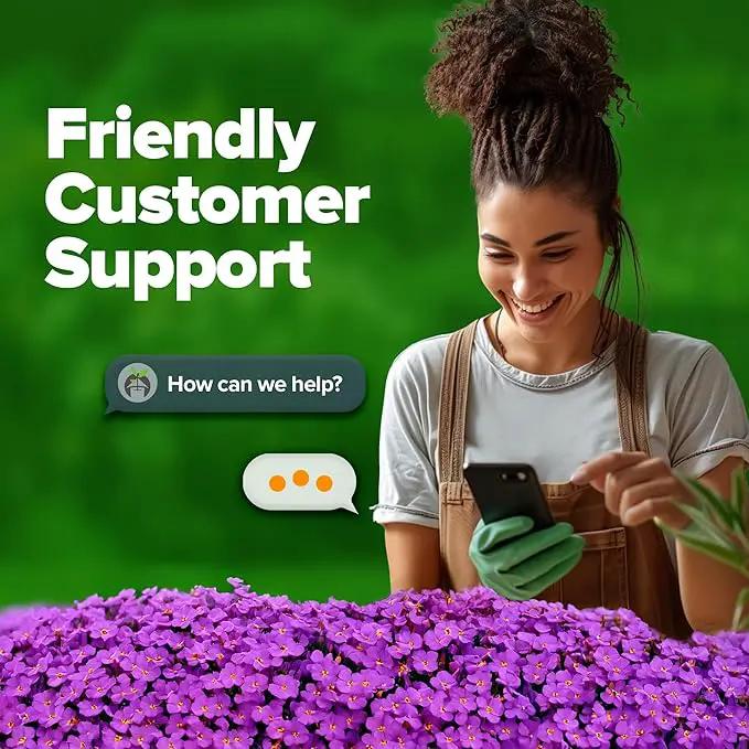 HOME GROWN 𝗨𝗦𝗔 𝗣𝗥𝗘𝗠𝗜𝗨𝗠 Aubrieta Rock Cress Purple, Flowering Ground Cover Seed Pack, Perennial Cress Seeds for Planting Outdoor Lawn Gardens 300 𝗡𝗢𝗡-𝗚𝗠𝗢 Aubrieta deltoidea Flower Seeds by GreenHaven Gardens
