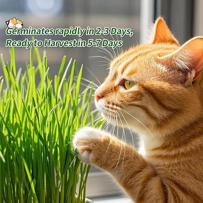 The Environet Organic Cat Grass for Indoor Cats, Organic Cat Grass Kit with Seeds Mix and Metal Iron Pots, Hairball Control, Digestion Support, Ideal Gift for Cat Lovers by GreenHaven Gardens